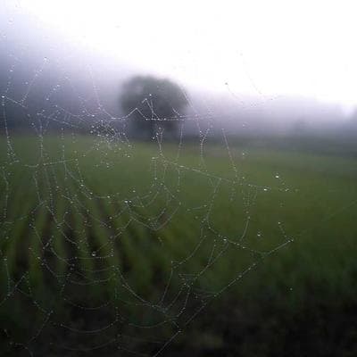 Spearmen Regiment ×10